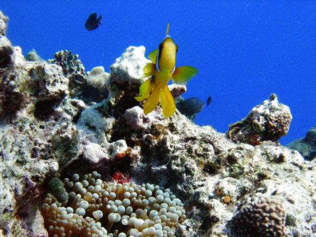 60- Un poisson-clown pres de son anemone 